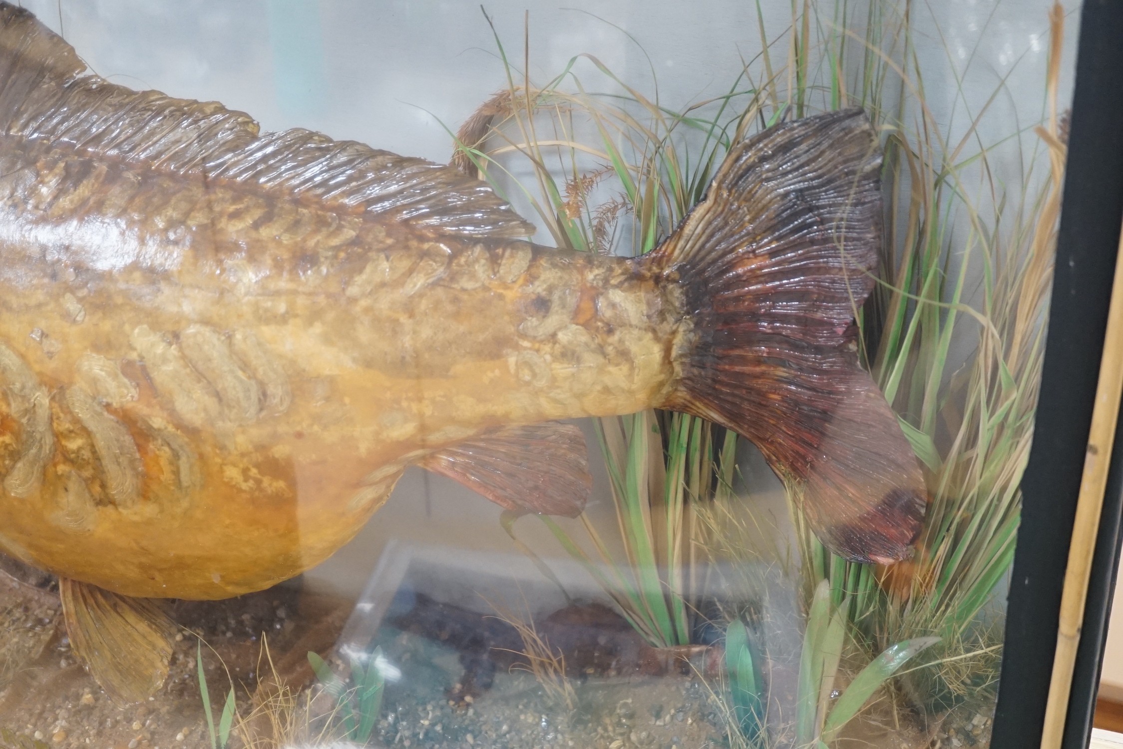 A Taxidermic mirror carp, 22lb 12oz, bow front glazed case, bears date, Length 87cm